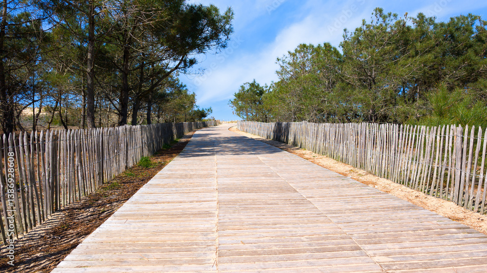 Fototapeta premium wooden pathway access in arcachon sand dune beach in west coast le grand crohot coast in lege cap-ferret sea in France