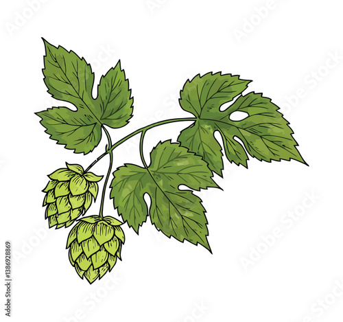 Detailed Botanical Illustration of Hop Plant with Leaves and Cones