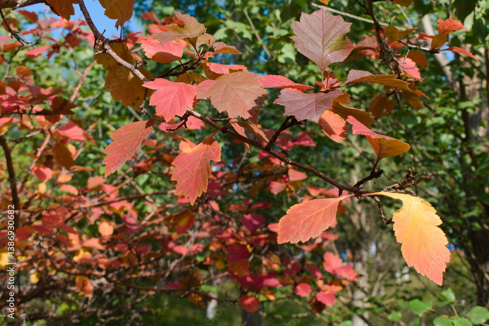 red maple leaves red maple leaves