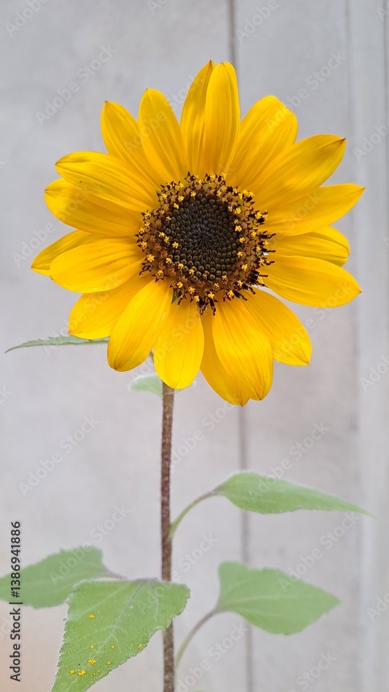 Naklejka premium sunflower in a glass vase