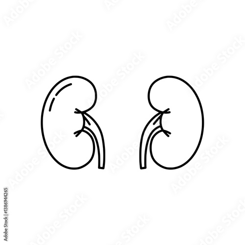 Kidney anatomy: A simplistic, clear outline of two kidneys, essential organs for filtering waste and maintaining the body's internal balance.