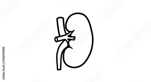 Anatomy of Kidney: A detailed, minimalist illustration of the kidney, a vital organ responsible for filtering waste, regulating fluids, and maintaining overall health.