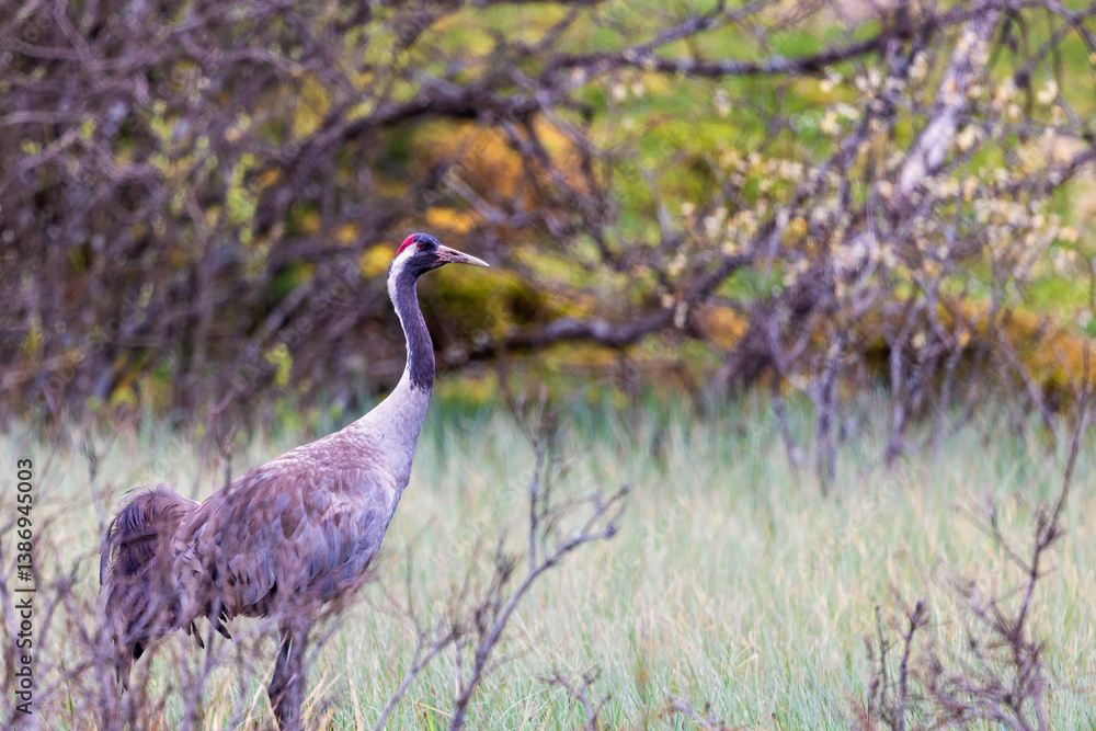 Fototapeta premium Common crane in a swamp a spring day in the wilderness