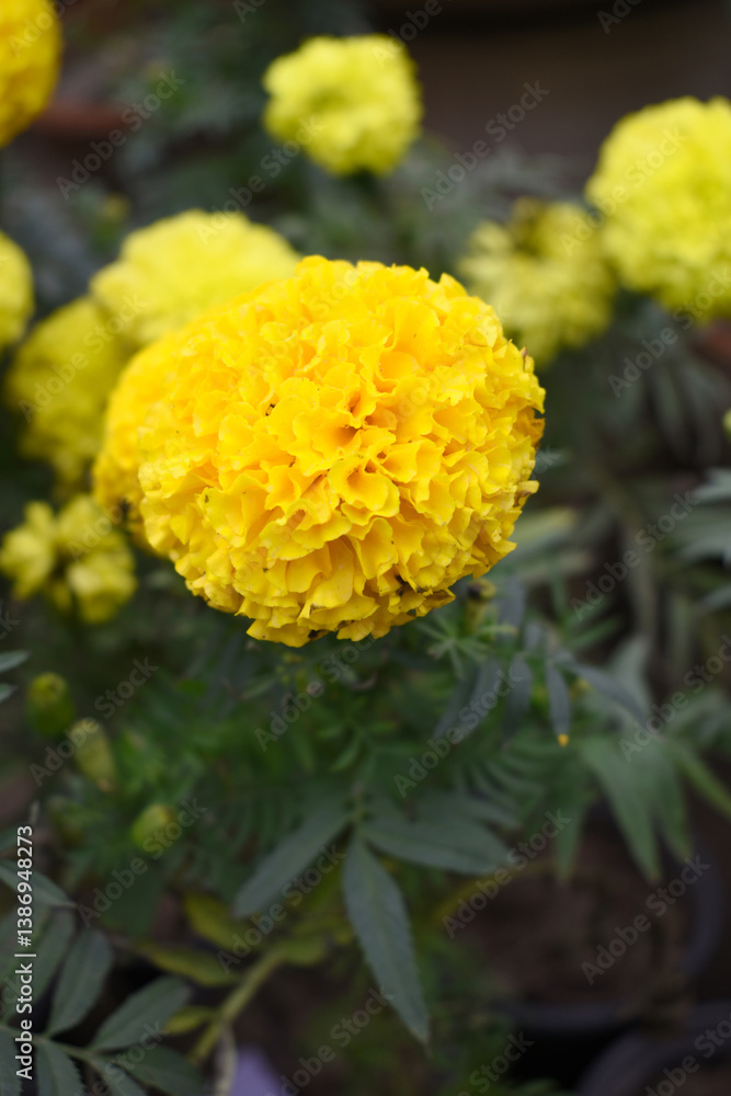 Yellow marigold flower blossom in garden, Yellow Mari Gold flowers for decorate garden, Close up of beautiful Yellow marigold flower. Nature, Marigold flowers bloom in the morning, Marigold Yellow marigold flower blossom in garden, Yellow Mari Gold flowers for decorate garden, Close up of beautiful Yellow marigold flower. Nature, Marigold flowers bloom in the morning, Marigold
