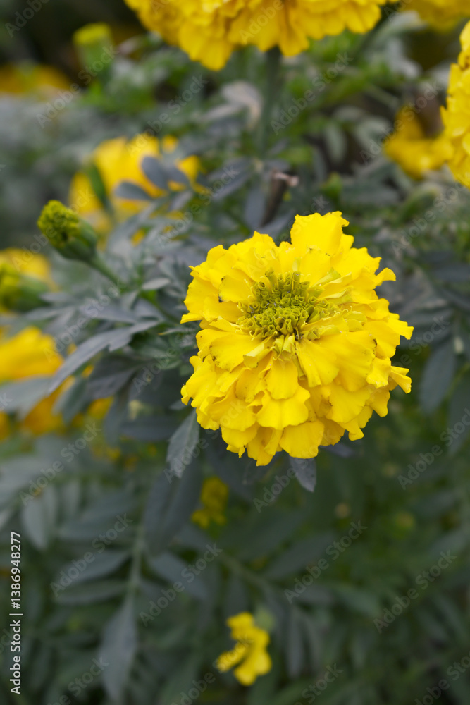 Yellow marigold flower blossom in garden, Yellow Mari Gold flowers for decorate garden, Close up of beautiful Yellow marigold flower. Nature, Marigold flowers bloom in the morning, Marigold Yellow marigold flower blossom in garden, Yellow Mari Gold flowers for decorate garden, Close up of beautiful Yellow marigold flower. Nature, Marigold flowers bloom in the morning, Marigold