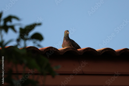 The pigeon bird is rest on roof house