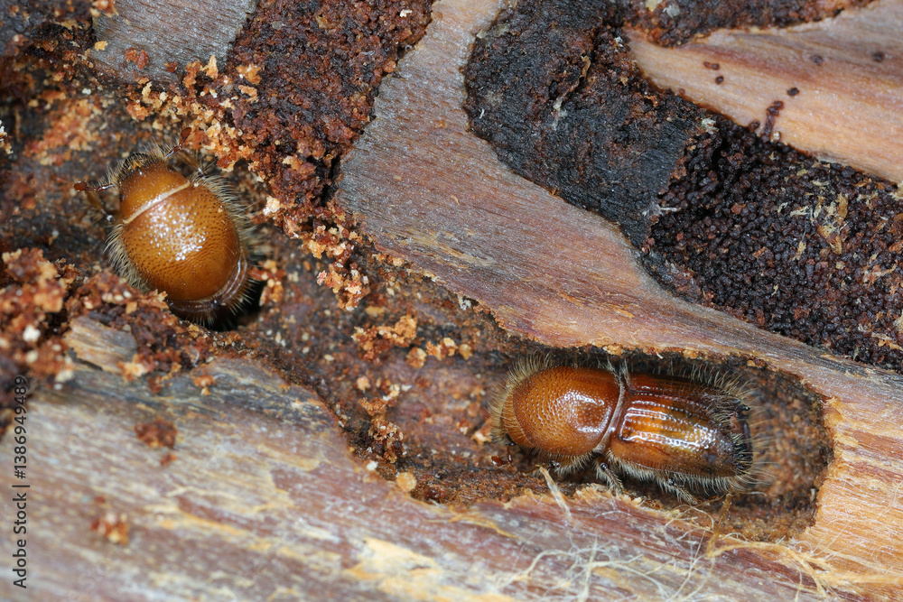 Fototapeta premium European Spruce Bark Beetle (Ips typographus), complete yet not fully coloured beetles