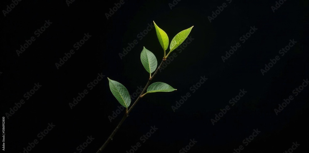 Single branch isolated on black background with light, light, branch, texture