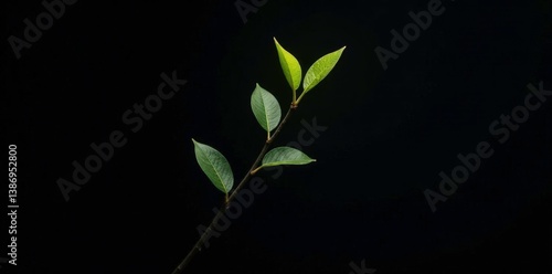 Obraz na płótnie Single branch isolated on black background with light, light, branch, texture w salonie
