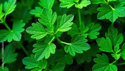 Obraz na płótnie Intricate parsley leaf pattern, vibrant green hues, detail, summer w salonie