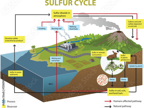 illustration of sulfur cycle diagram