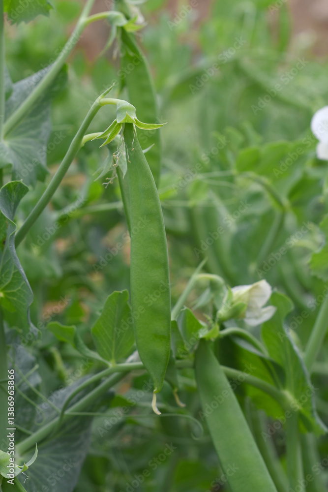 Green peas grow in the garden Beautiful close up of green fresh peas and pea pods. Healthy food, Bush of sweet pea with ripe pods cultivated on vegetable garden, green peas closeup in nature, Pakistan