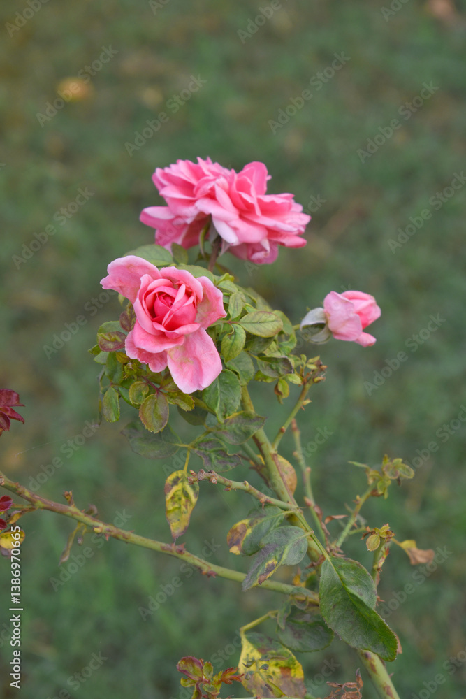 Fototapeta premium Beautiful pink rose flower closeup in garden, A very beautiful pink yellow rose flower bloomed on the rose tree, Rose flower closeup, bloom flowers, Natural spring flower floral background