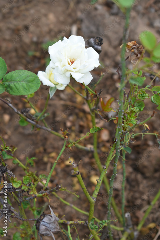Fototapeta premium Beautiful white rose flower closeup in garden, A very beautiful white rose flower bloomed on the rose tree, Rose flower closeup, bloom flowers, Natural spring flower, Natural floral background,