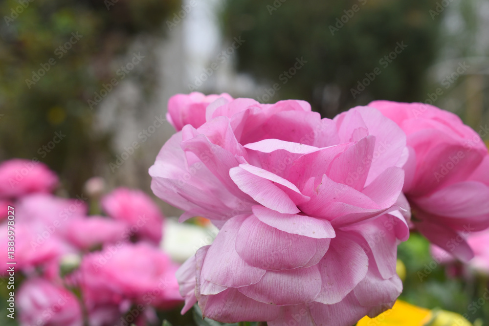 Beautiful Pink ranunculus flower growing in an outdoor flower garden. ranunculus flower closeup, Pink blooming flower, Closeup shot of a beautiful blossoming ranunculus in field Beautiful Pink ranunculus flower growing in an outdoor flower garden. ranunculus flower closeup, Pink blooming flower, Closeup shot of a beautiful blossoming ranunculus in field