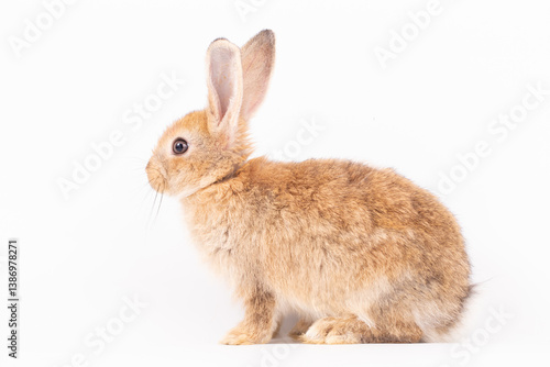 Adorable Pet Rabbit, Cute F...