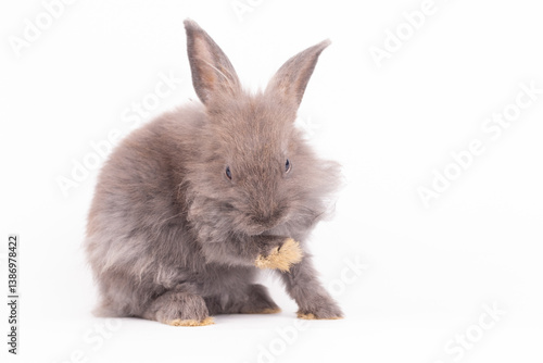 Adorable Pet Rabbit, Cute F...
