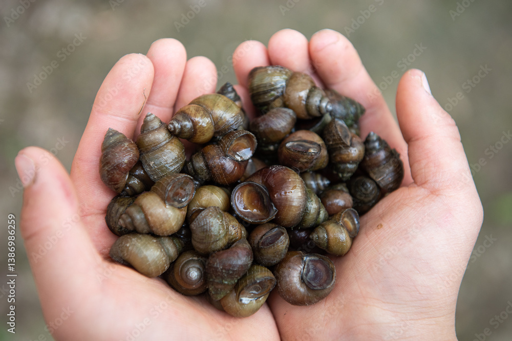 river snails holding in the hand. river snails holding in the hand.