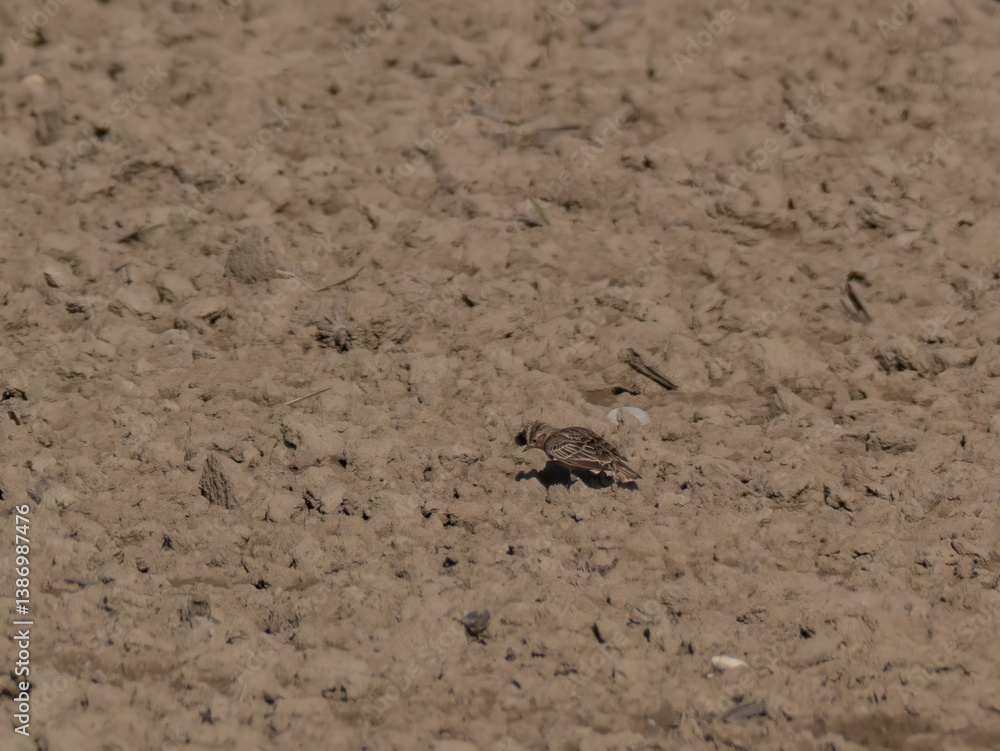Feldlerche (Alauda arvensis) auf Ackerfläche Feldlerche (Alauda arvensis) auf Ackerfläche