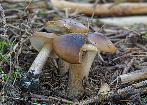 Tableau sur toile Frühlingsweichritterling (MELANOLEUCA COGNATA)