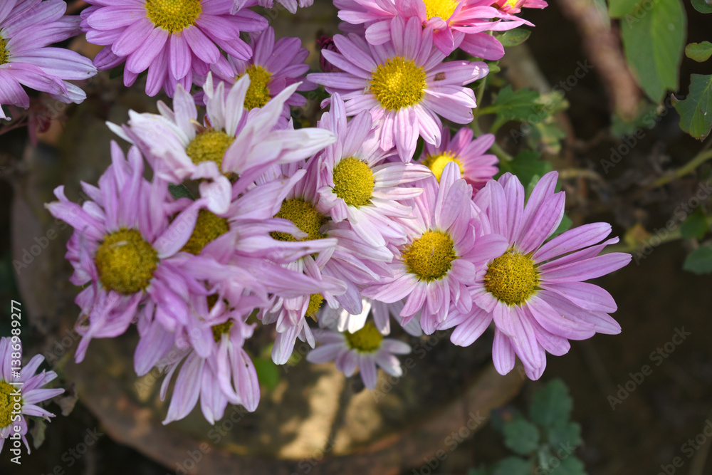 Obraz premium Beautiful Pink chrysanthemum flowers closeup in the winter garden, Closeup of Chrysanthemum flower, Field of the Pink Chrysanthemum, Beautiful Pink flower blooming in nature.