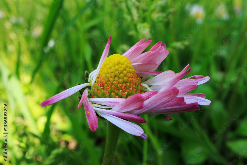 Bellis perennis Daisy flower close up delicate petals