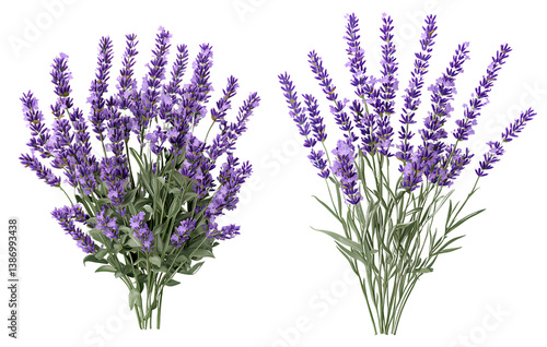 Two realistic photos of lavender flower bunches on a transparent background