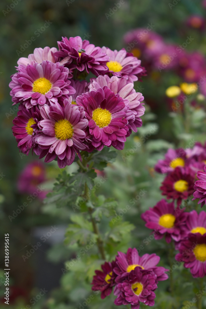 Fototapeta premium Beautiful Red chrysanthemum flowers closeup in the winter garden, Closeup of Chrysanthemum flower, Field of the Red Chrysanthemum, Beautiful Red flower blooming in nature.