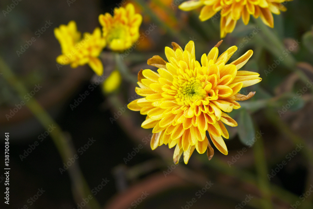Fototapeta premium Beautiful Yellow Orange chrysanthemum flowers closeup in the winter garden, Closeup of Chrysanthemum flower, Field of the Yellow Orange Chrysanthemum, Beautiful Yellow Orange flower blooming in nature