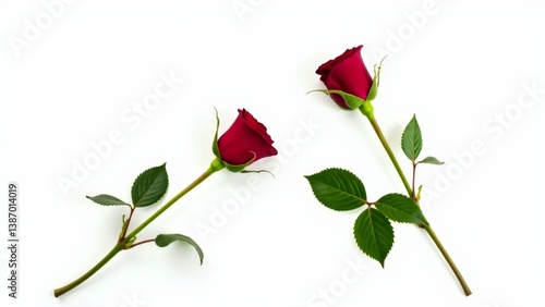 Two Red Roses On White Background