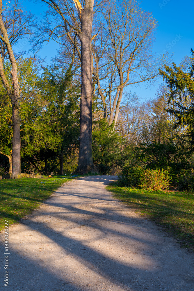 Fototapeta premium road in the park