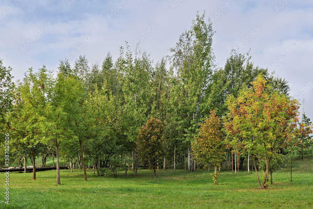 Fototapeta premium Trees in a quiet park display colorful leaves on an early autumn day