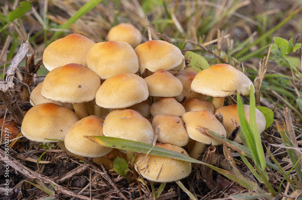In autumn, Hypholoma lateritium thrives in a grassy area In autumn, Hypholoma lateritium thrives in a grassy area