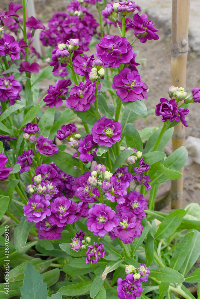 Obraz premium Purple Hoary Stock, Purple Hoary Stock or Matthiola Incana is a member of the Brassicaceae family of flowering plants. It's also commonly known as Brompton Stock, Common Stock, Purple flower in garden