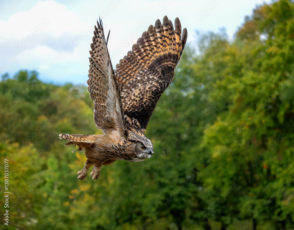 Flying Eurasian eagle-owl