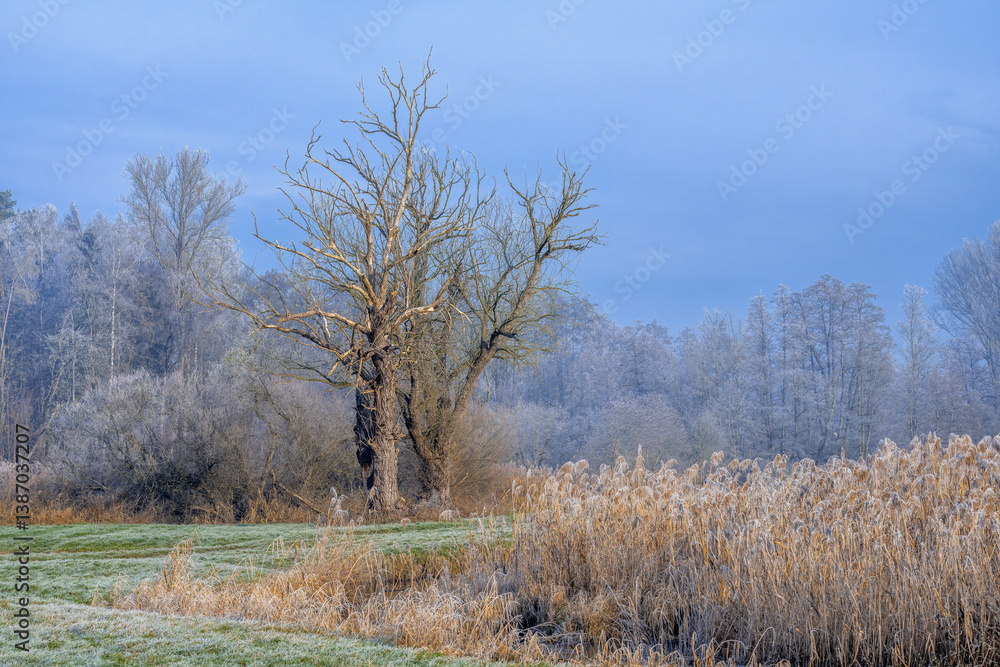 Winter scenic with a lonely tree
