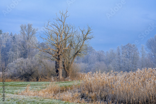 Obraz na płótnie Winter scenic with a lonely tree w salonie