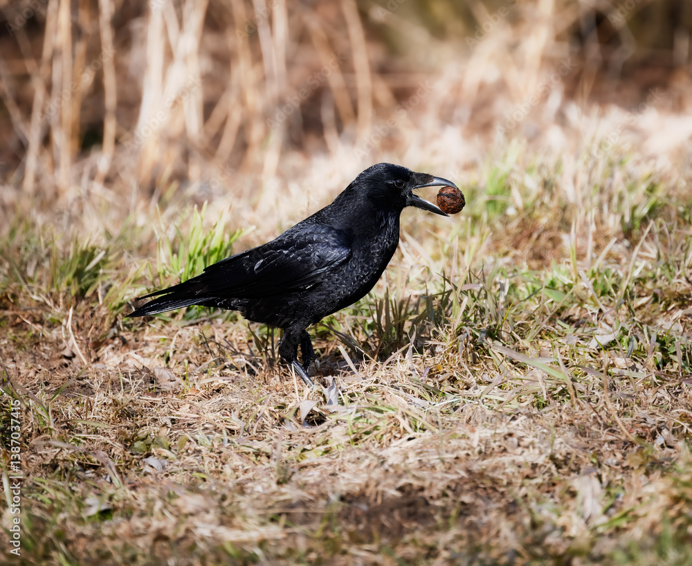 Black raven with a walnut in its beak
