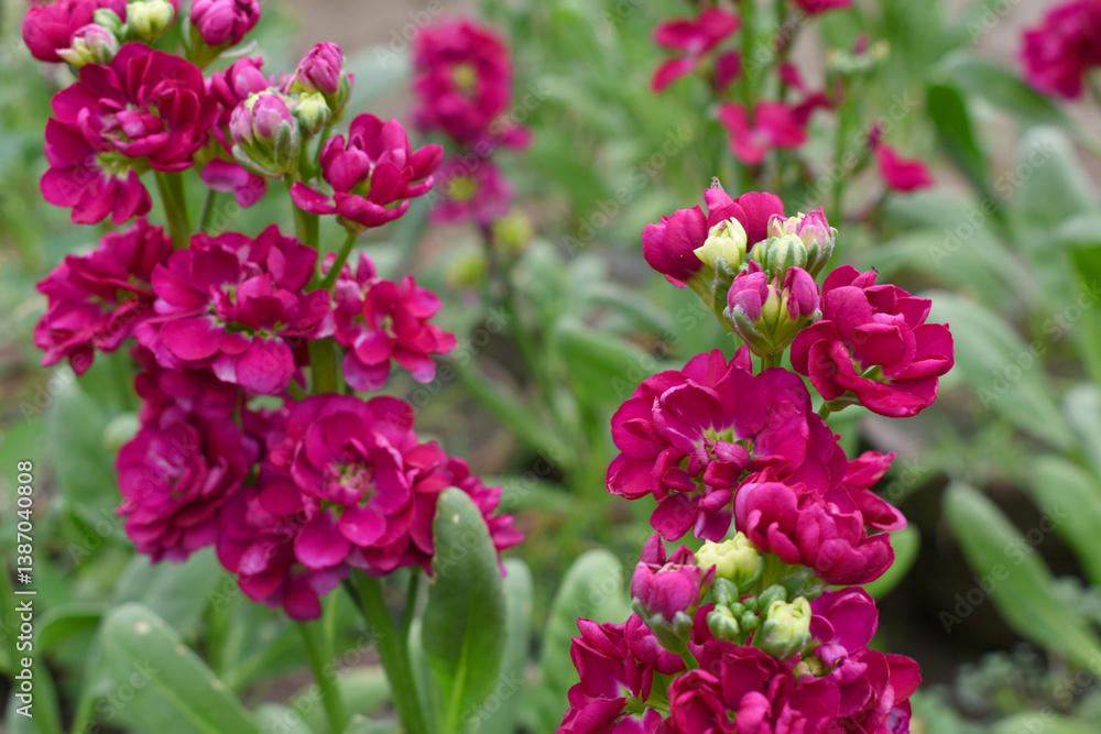 Red Hoary Stock, Red Hoary Stock or Matthiola Incana is a member of the Brassicaceae family of flowering plants. It's also commonly known as Brompton Stock, Common Stock, Red flower in garden Red Hoary Stock, Red Hoary Stock or Matthiola Incana is a member of the Brassicaceae family of flowering plants. It's also commonly known as Brompton Stock, Common Stock, Red flower in garden