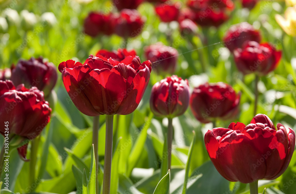 Obraz premium Bed of beautiful colourful Tulips consisting the red variety in Keukenhof Garden of Europe during Spring season.