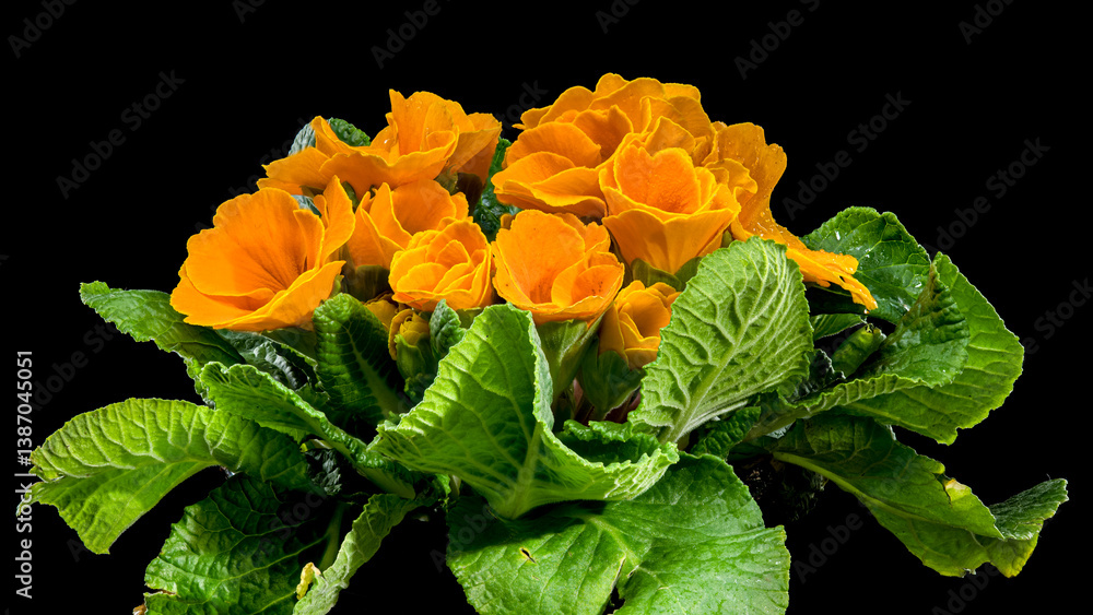 Orange Primula Flowers in Bloom isolated on black background