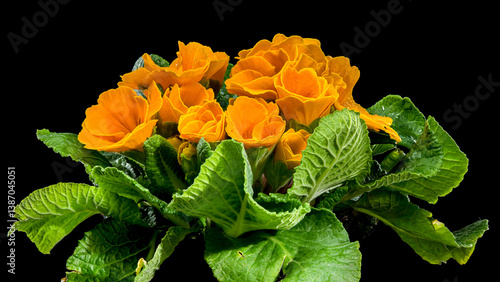 Obraz na płótnie Orange Primula Flowers in Bloom isolated on black background w salonie