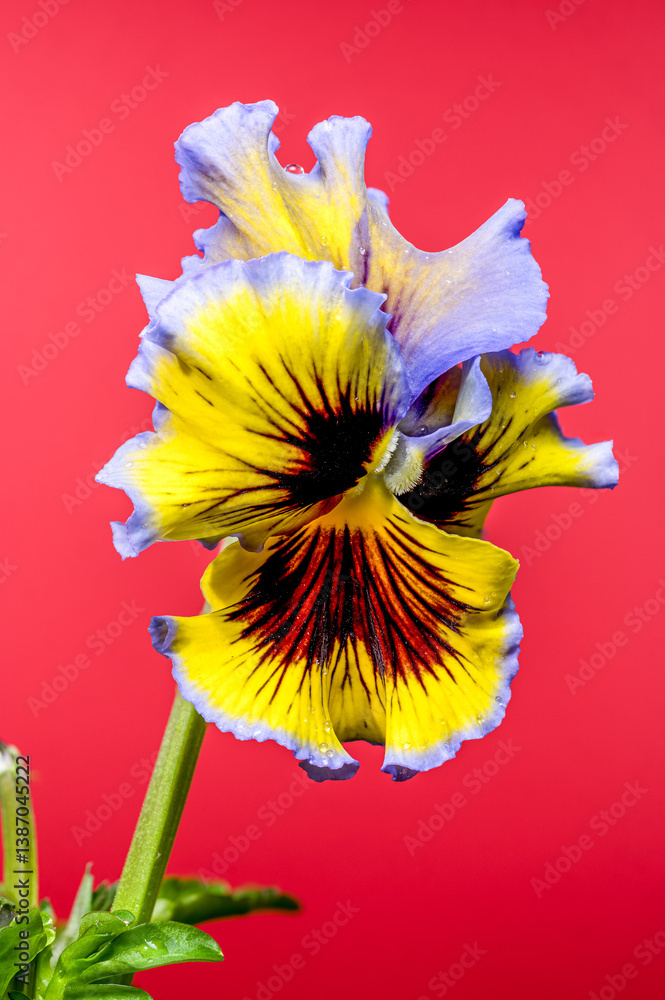 Ruffled Yellow and Purple Pansy Flower red background