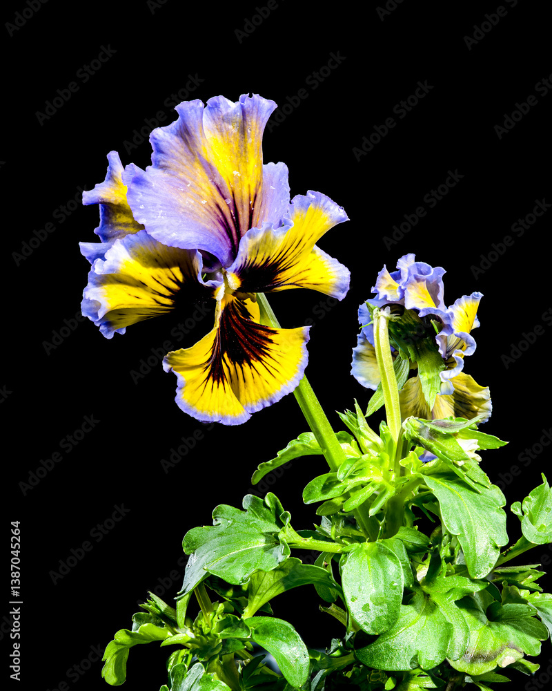Ruffled Yellow and Purple Pansy Flower isolated on black background