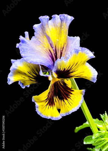Ruffled Yellow and Purple Pansy Flower isolated on black background