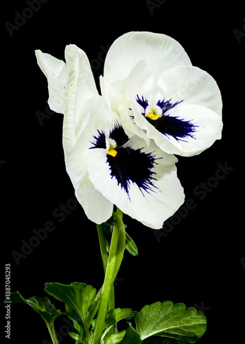 Obraz na płótnie White Pansy Flower with Dark Blue Center isolated on black background w salonie