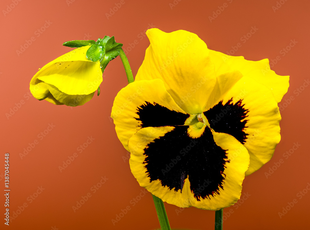 Vibrant Yellow Pansy Flower with Dark Center brown background