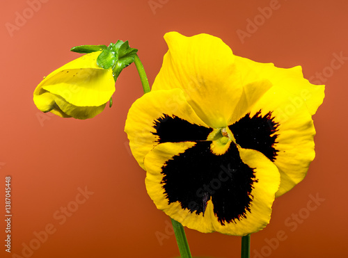 Obraz na płótnie Vibrant Yellow Pansy Flower with Dark Center brown background w salonie