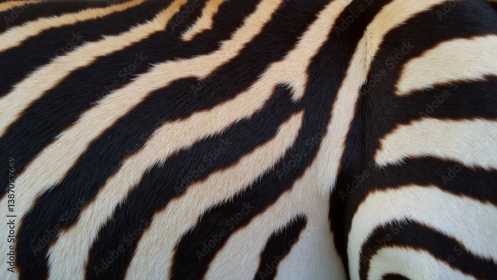 Close Up Zebra Skin Pattern Texture Close Up Zebra Skin Pattern Texture