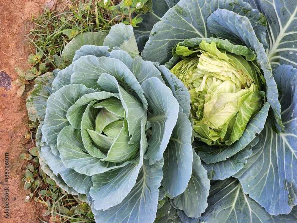 Obraz premium Green cabbage background in top view.